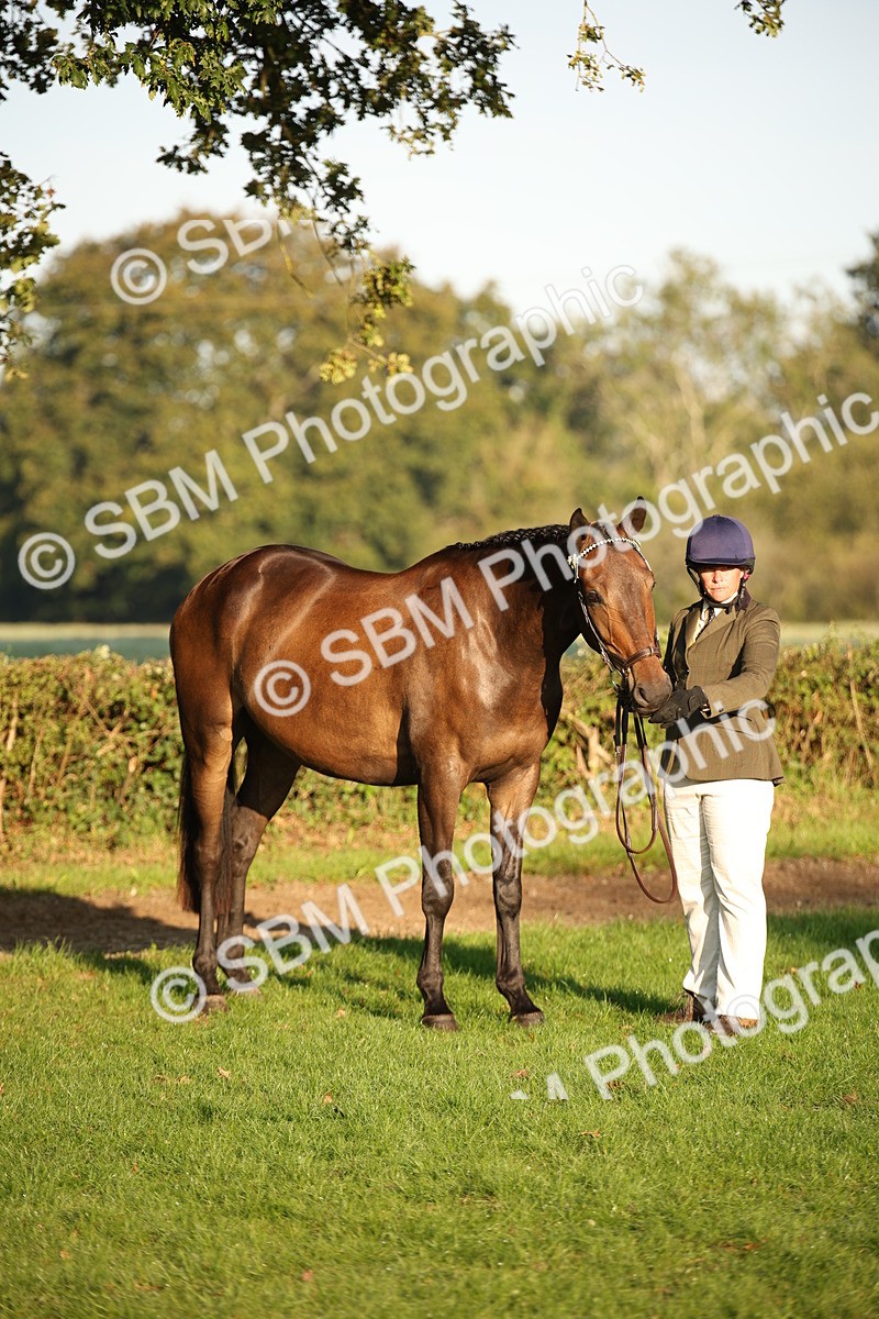SBM_56917 - S49 - Riding Horse & Hack & Thoroughbred In Hand