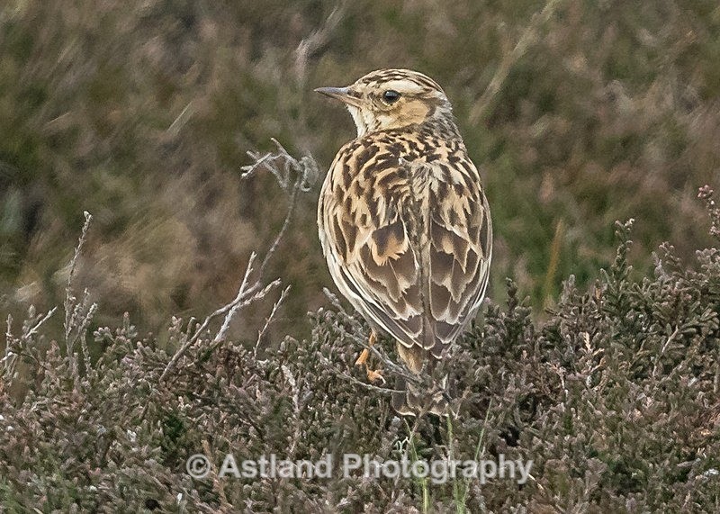 Astland Photography, Bird and Wildlife Images, Susan and Peter Wilson, U.K.