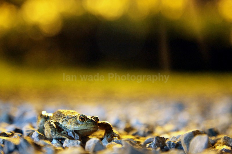  - Reptiles, amphibians & pond life, Great Britian
