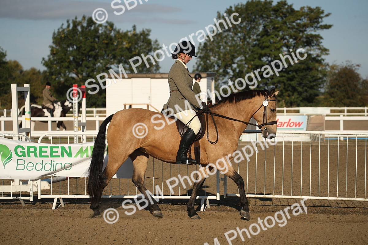 SBM_11488 - Class 502 - Riding Club Horse