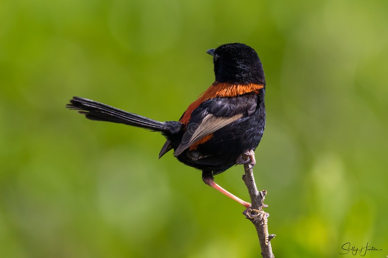 Red Wren Male 17