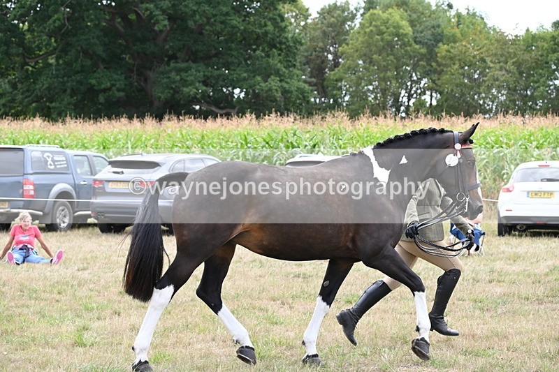WJ6_6250 - Class 19 In-hand Veterans (Uploaded correct folder)