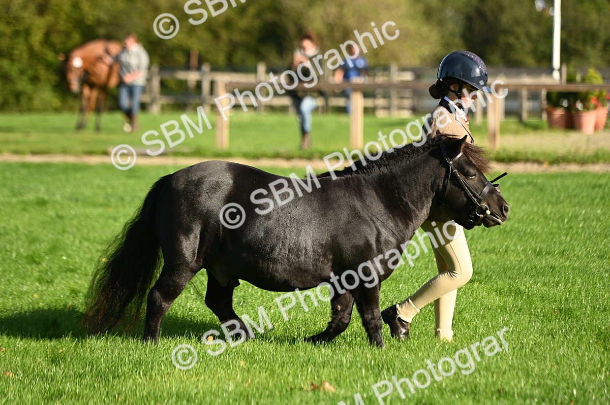 SBM_14701 - S1 - TSR in Hand Horse & Pony Showing