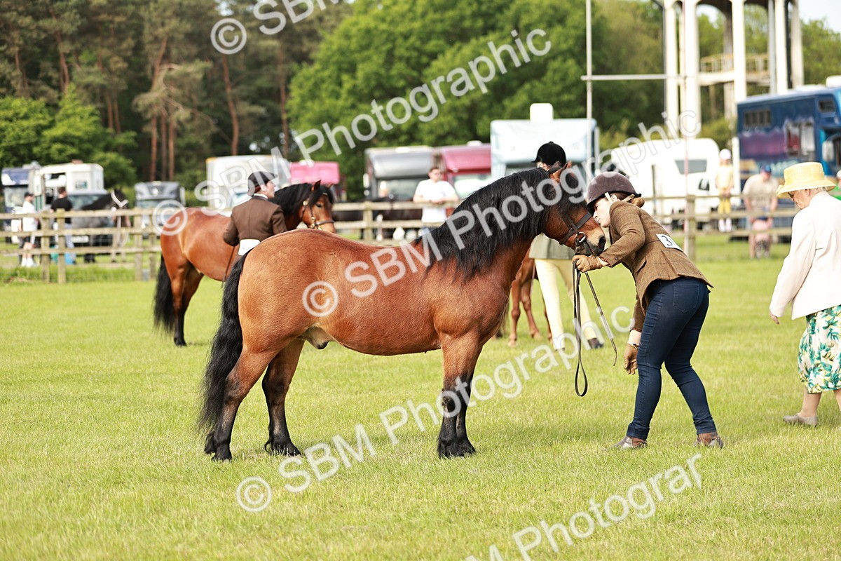 SBM_00514 - Class 14-23 - Mountain & Moorland In Hand Non Welsh
