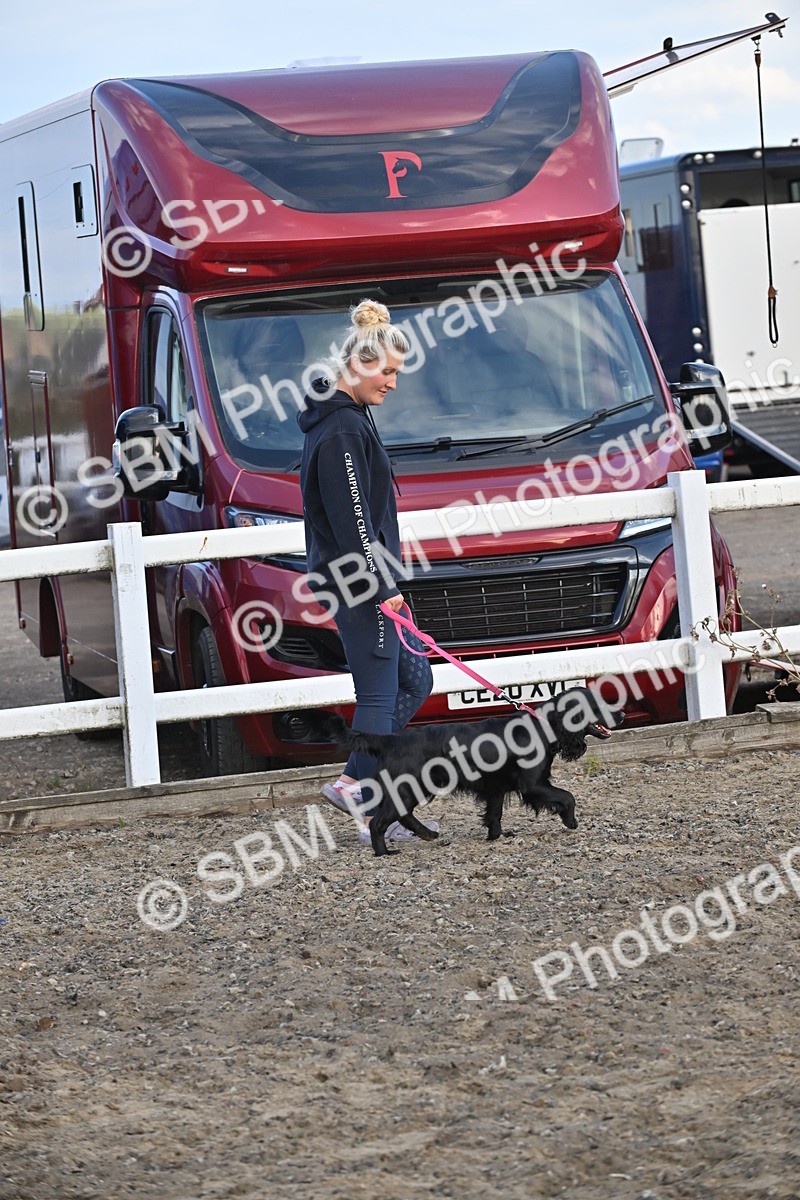 SBM_09520 - Lorry Dogs