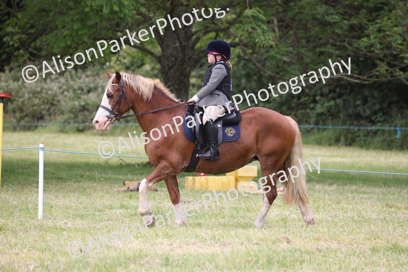 20260614-3157 - Class 22 - Open Working Hunter
