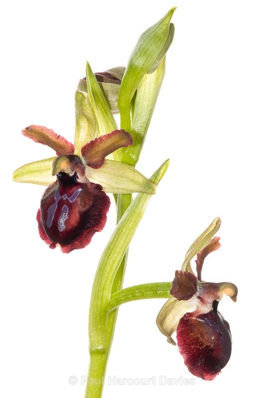  - WB: Orchids - Ophrys