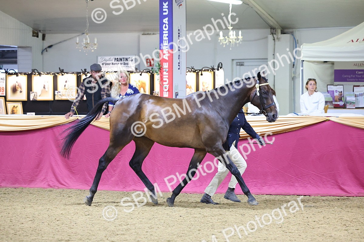 SBM_18807 - Class E IH Horse Champ