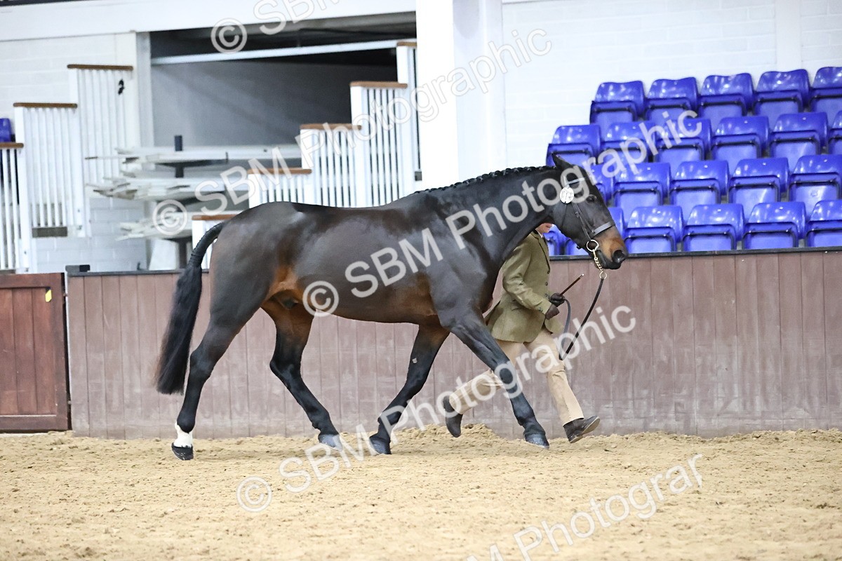 SBM_5728 - Class 3 - BSHA In Hand Show Hunter