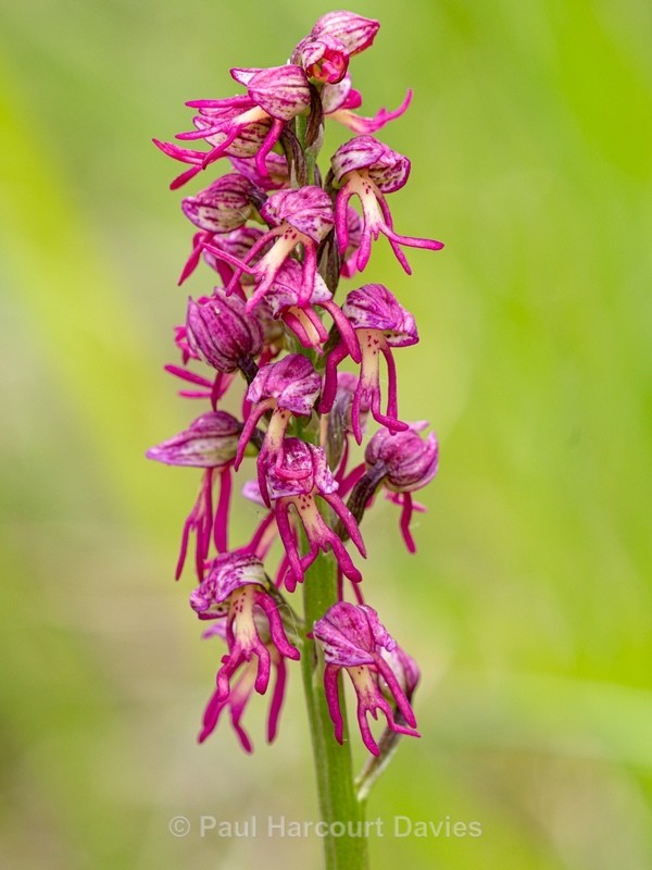 Orchis x bergonii = Orchis anthropophorum x Orchis.simia hybrid - Wild Orchids - 1