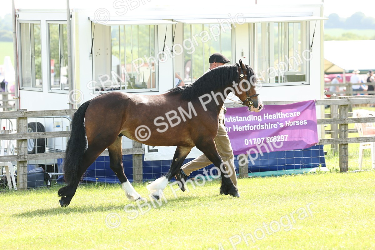 SBM_02059 - Class 6-13 - Mountatin and Moorland In Hand Welsh Breeds
