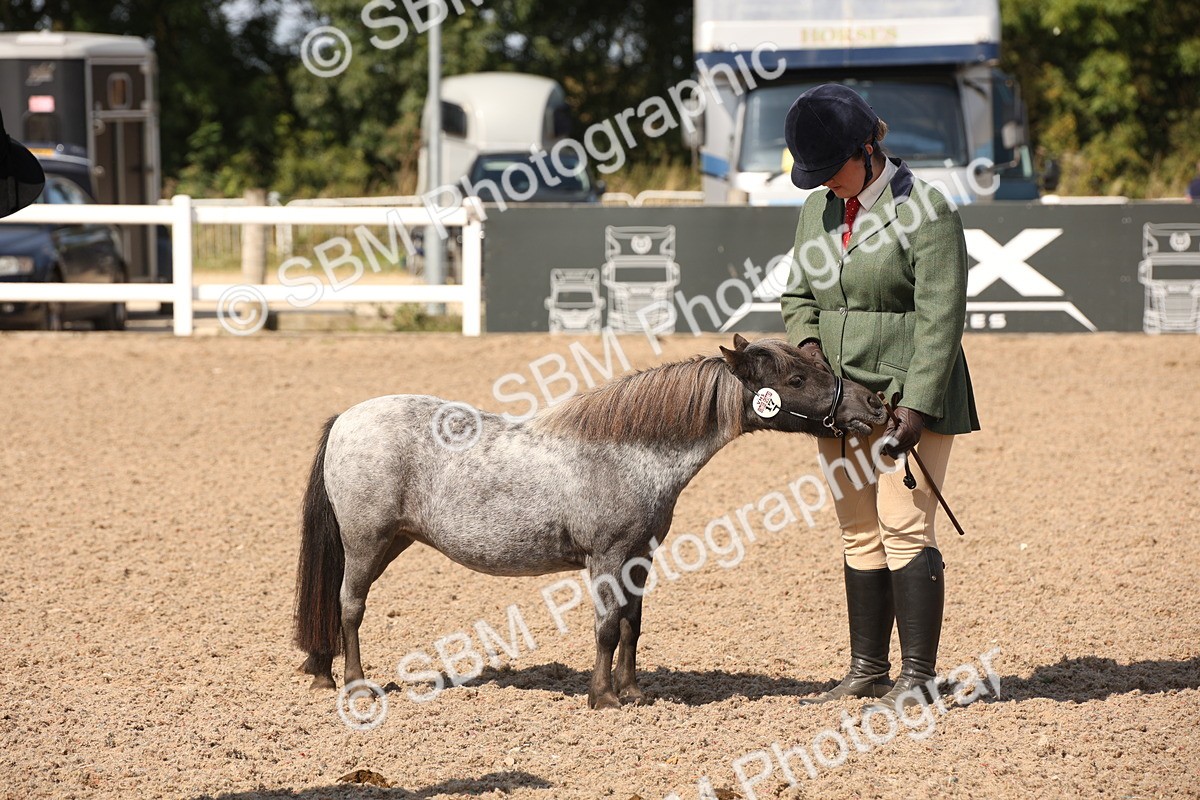SBM_03039 - Class 17 Prettiest Mare IH or Ridden