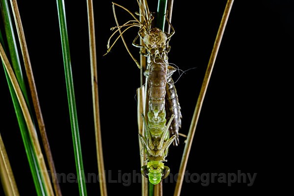 Emerging Emperor - Dragonflies & Damselflies