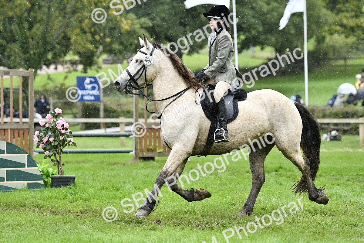 SBM_42306 - S32 - Mountain & Moorland Working Hunter Pony