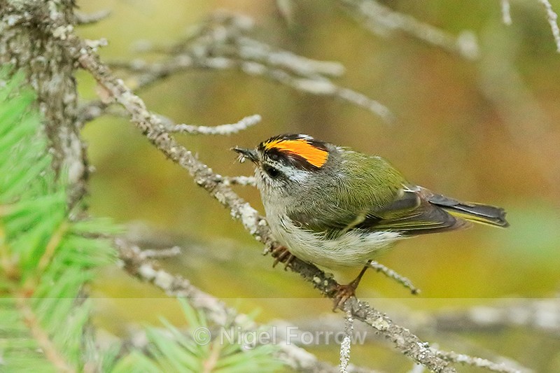 Golden-crowned Kinglet (adult) with food, Maligne Canyon, Canada - Golden-crowned Kinglet