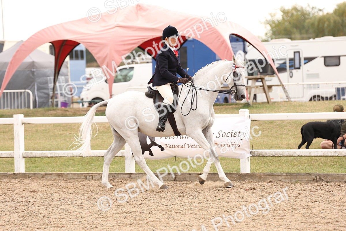 SBM_17330 - Class 214 - Ridden Hack Riding Horse