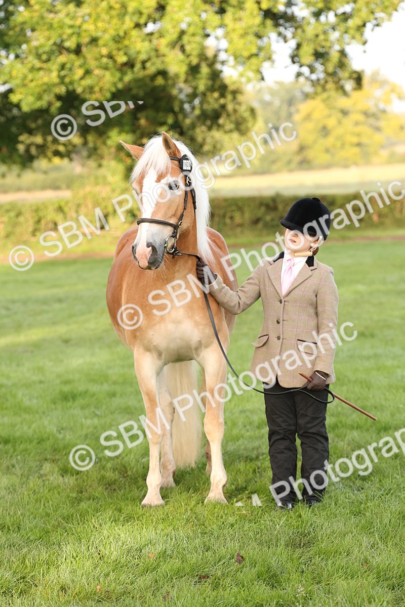 SBM_54436 - S51 - Foreign Breeds In Hand