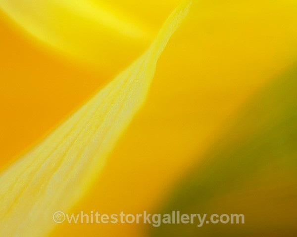 Daffodil - Up Close !