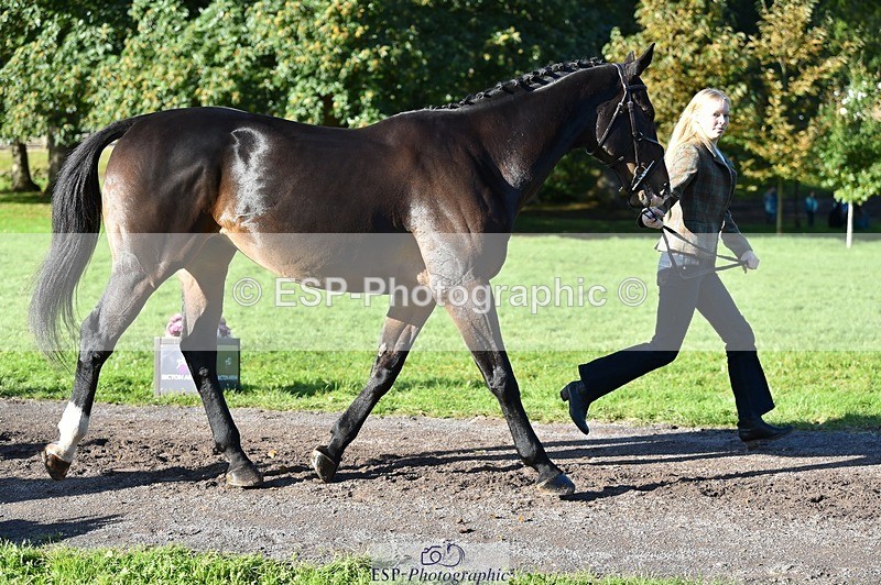 231022-104844-23506 - 489-MY.GALWAY.MAN-Daisy.Hood-TrotUp+SJ