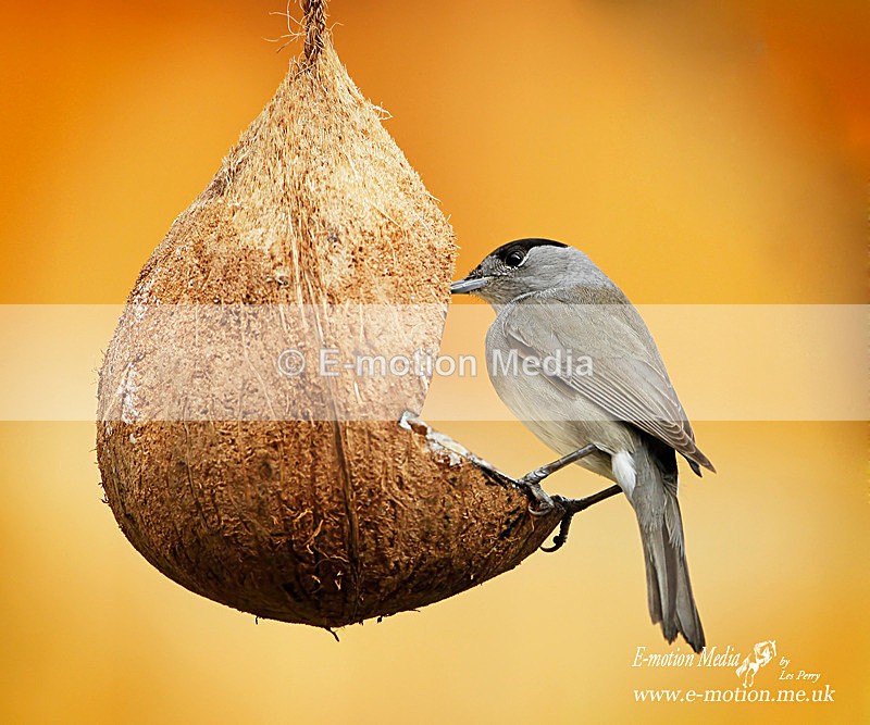 Black Cap m 160310 - Nature