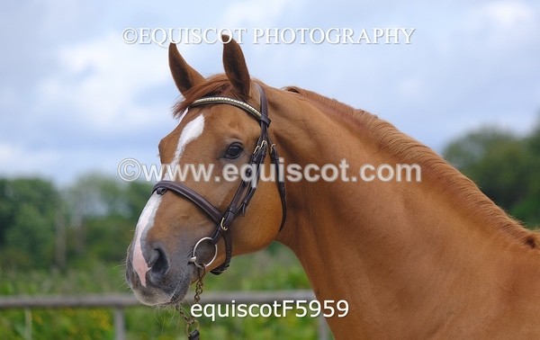 equiscotF5959 - STALLION SELECTION