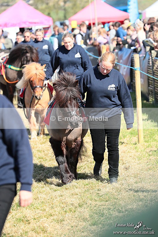 Shet 060426 40 - Shetland Pony Racing Paxford Races Easter Mon 06/04/26