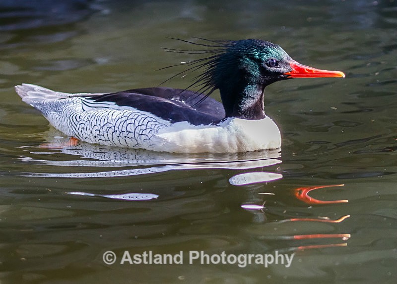 Astland Photography, Bird and Wildlife Images, Susan and Peter Wilson, U.K.