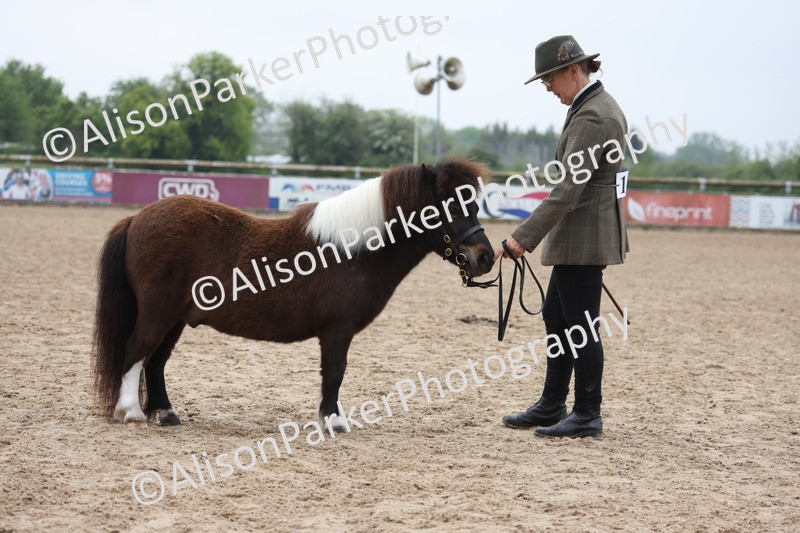 20260504-0529 - Class 4 - Minitures and Shetlands