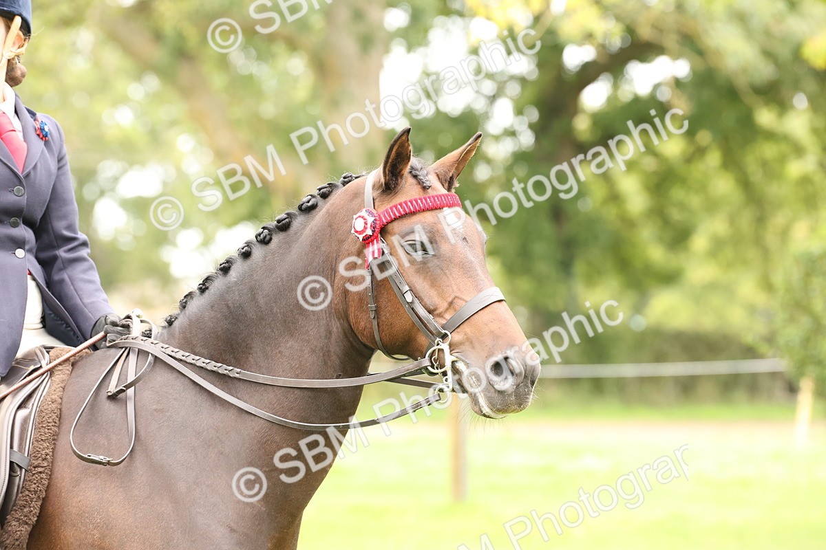 SBM_64329 - S65 - Riding Horse & Hack & Thoroughbred Ridden