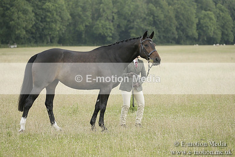B230619-0197 - Bourne Valley Riding Club Summer Show 23/06/19