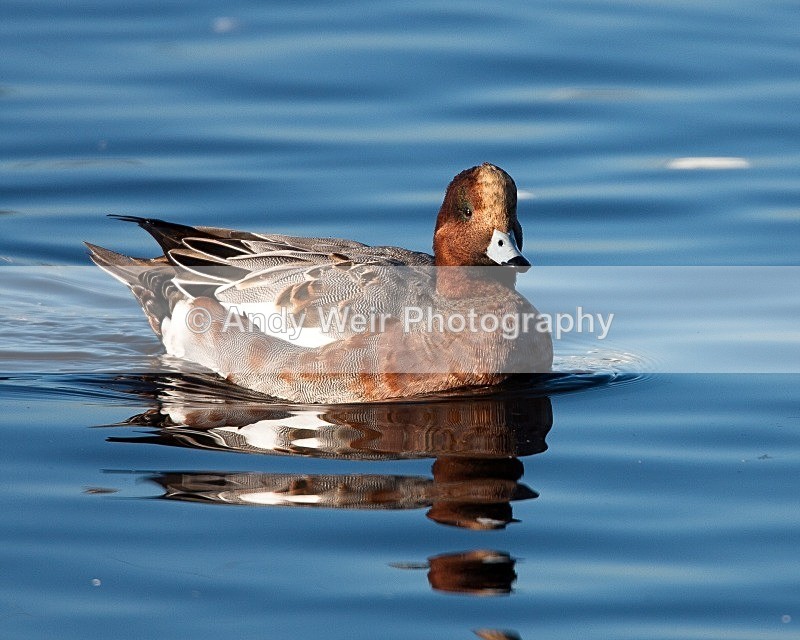20081128-IMG_0765 034 - Wigeon
