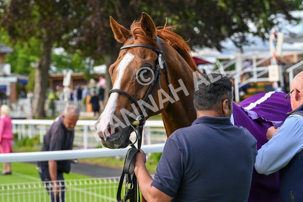 310525-Race 7-Mums Tipple-0550 - Race 7 5.00pm William Hill Best Odds Guaranteed Handicap