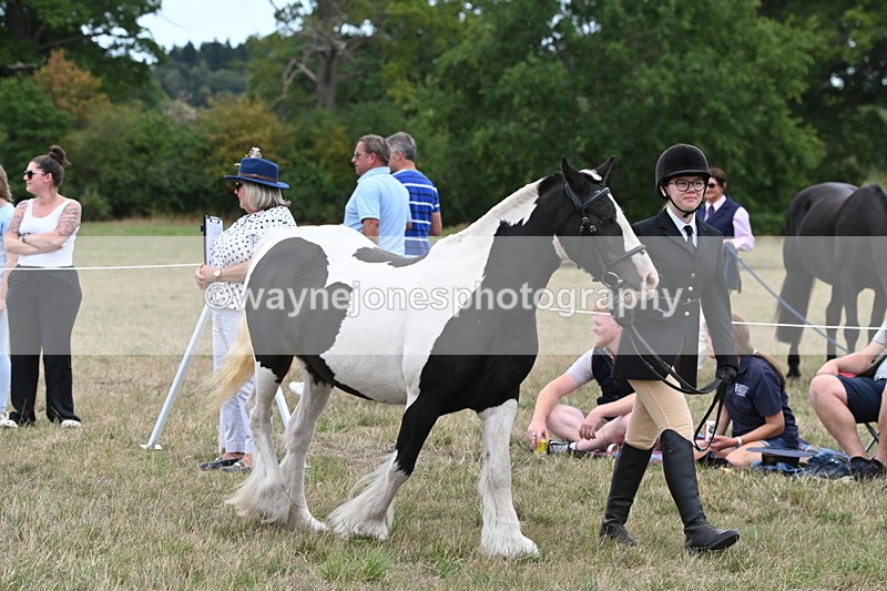 WJ6_5215 - Class 18 In-hand Coloured