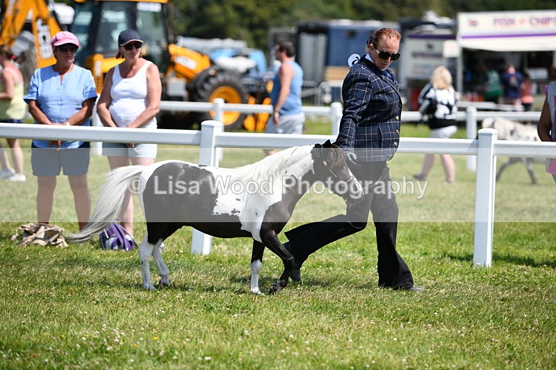 DSC_7935 - Coloured Horse In Hand Championship
