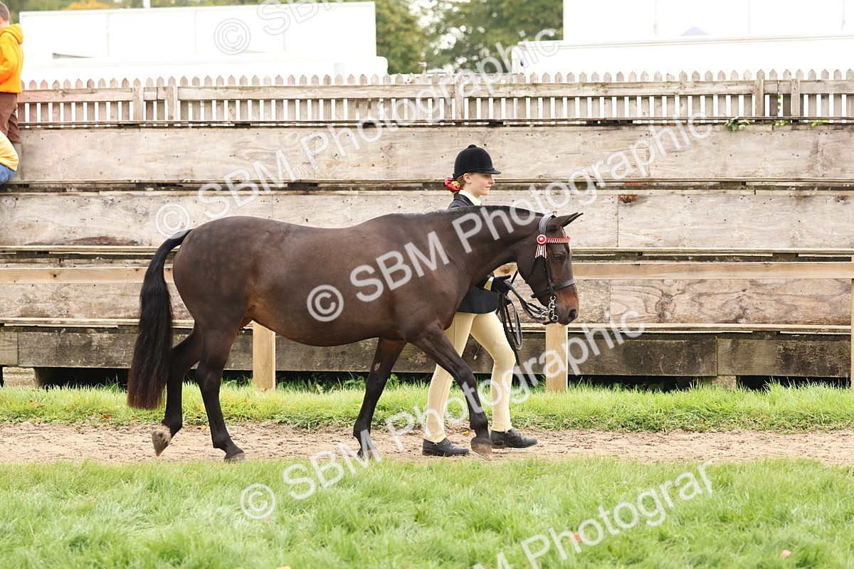 SBM_59825 - S36 - Rehabiliated Rescue Horse & Pony In Hand & Ridden