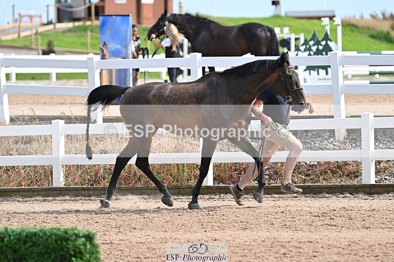 240717A-161129-03335 - Trot Up 4pm to 5pm