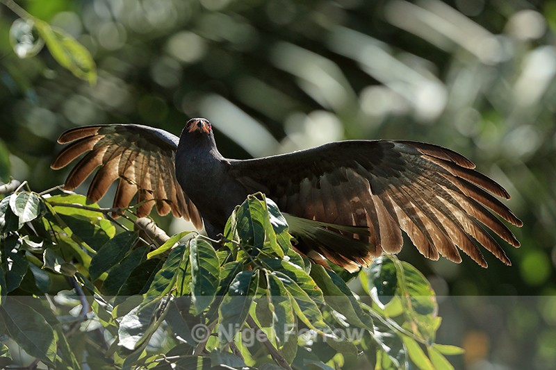 Snail Kite sunning itself, Panama - Snail Kite