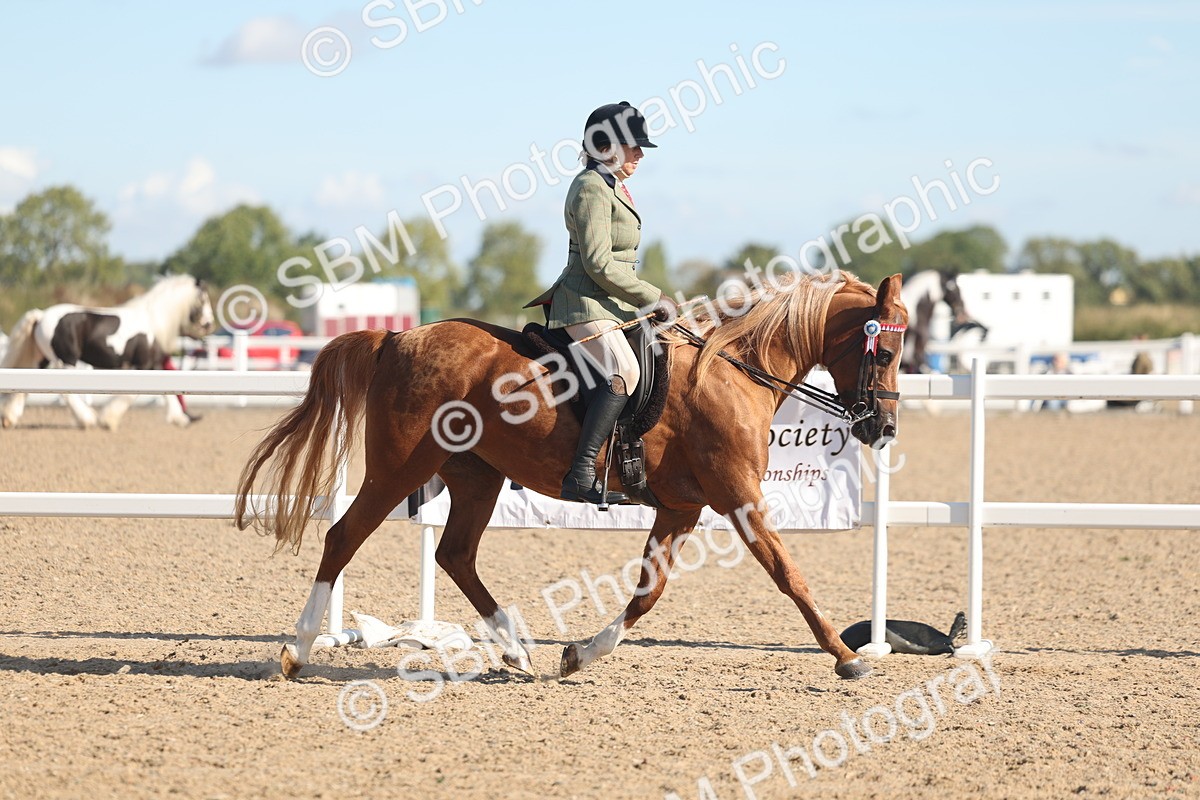 SBM_12999 - Class 305 - Ridden Foreign Breed Pure Bred