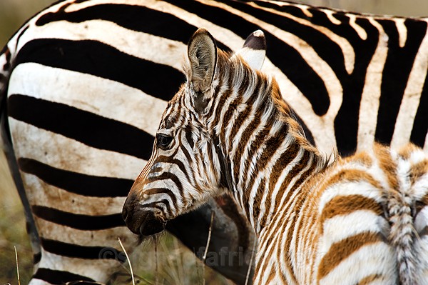 Zebra Nairobi National Park, Kenya