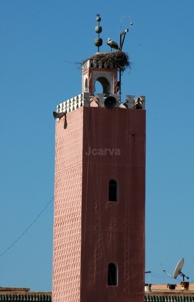 Tall Nest - Marrakesh II