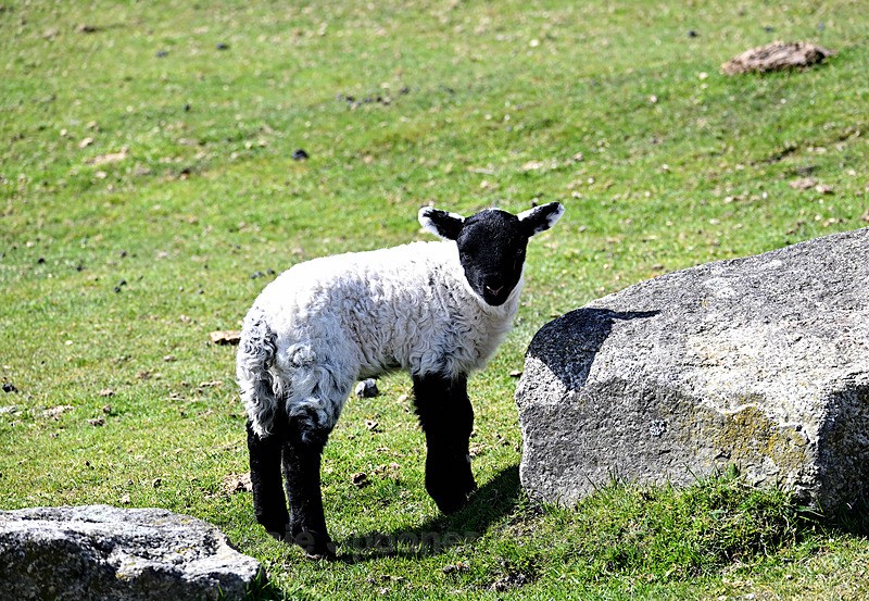  - Bodmin Moor mainly Minions