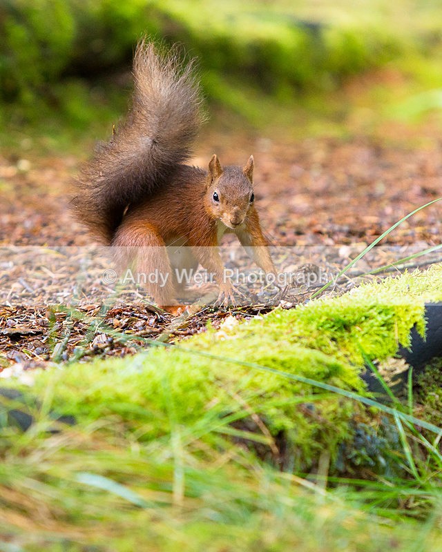 20141010-3K8A6666 - Red Squirrel