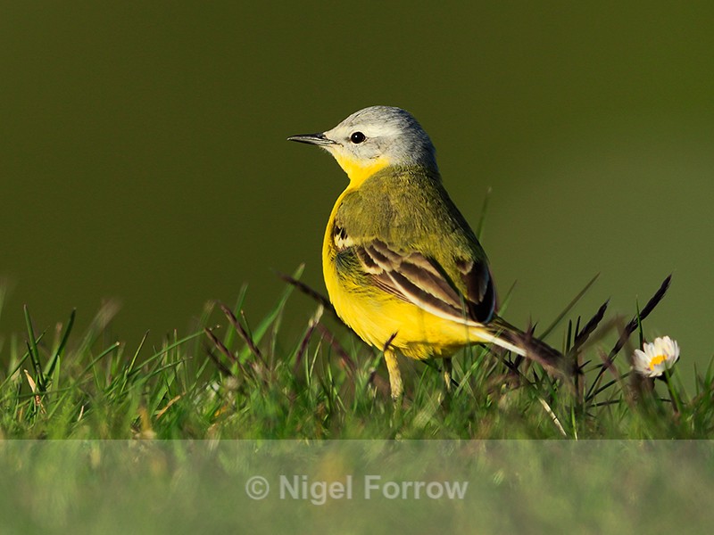 Channel Wagtail in late afternoon sun at Farmoor - Yellow Wagtail