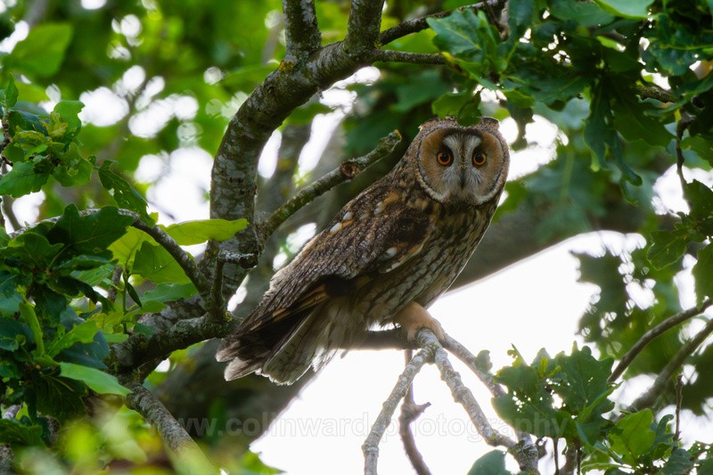 Long Eared Owl - Latest images