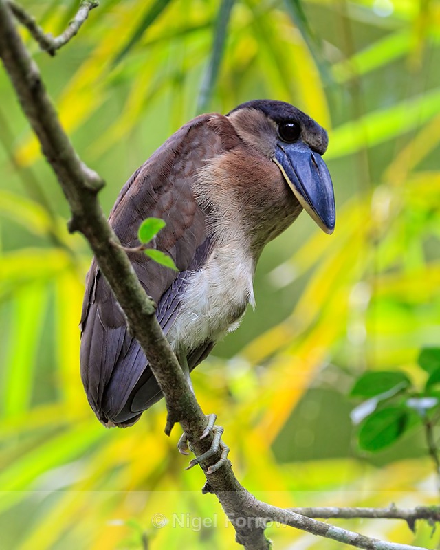 Boat-billed Heron at Asis Rescue Centre, Costa Rica - Boat-billed Heron
