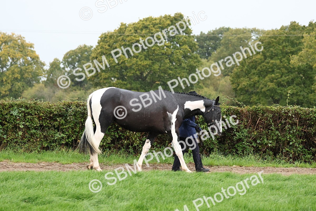 SBM_35263 - S10 - Best In Hand Horse & Pony