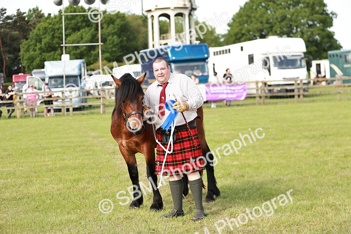 SBM_00759 - Class 14-23 - Mountain & Moorland In Hand Non Welsh
