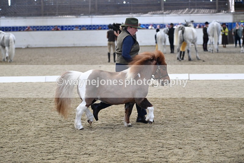 WJ5_4884 - Class 7 In hand coloured / odd coloured