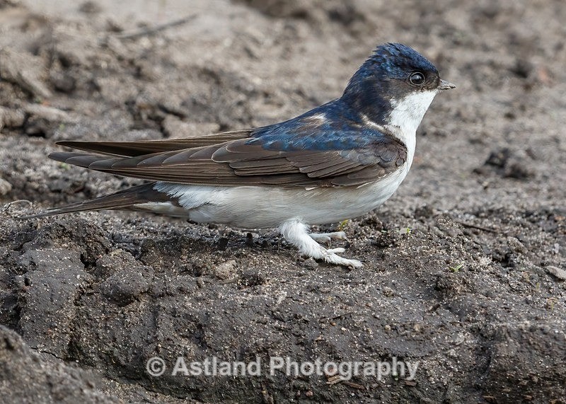 Astland Photography, Bird and Wildlife Images, Susan and Peter Wilson, U.K.