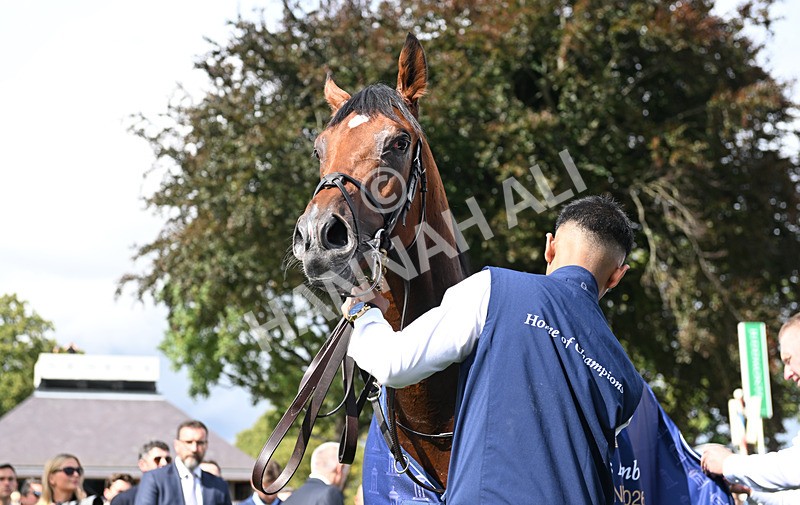 190826-058 Haffner - Race 2 14.25pm Tattersalls Acomb Stakes